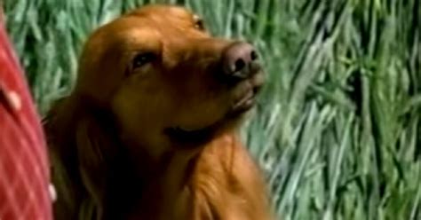 Dog From Bush’s Baked Beans Commercials Dies After Battle